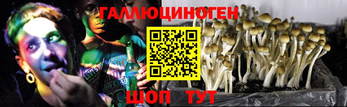 Псилоцибиновые грибы прущие грибы Дубна